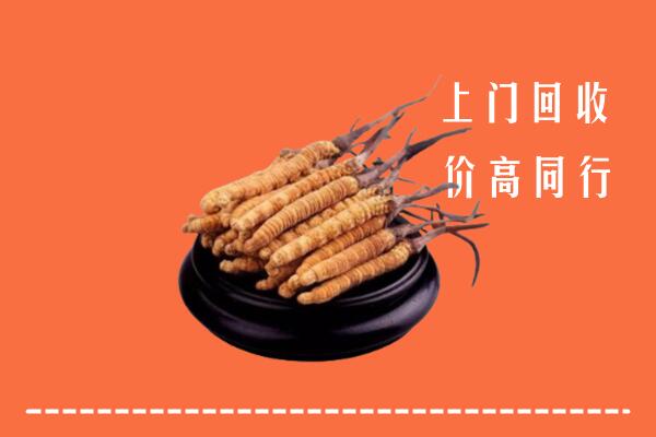新田县回收散虫草